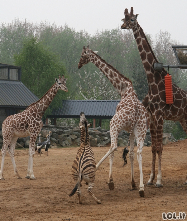 Besispardančios žirafos