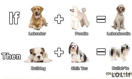 Šunų matematika