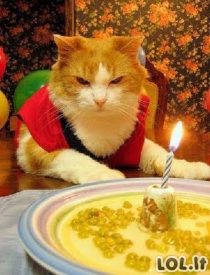 Kačių gimtadieniai