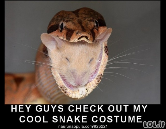 Gyvatės kostiumas
