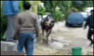 Kung-fu karvė