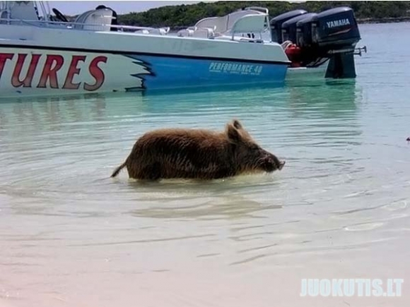 Tiesiog paršiukai