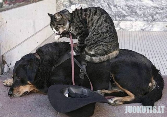 Katė ir šuo
