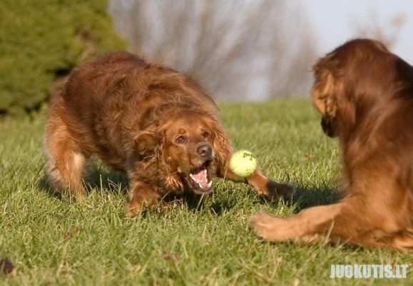 Šuo + kamuoliukas