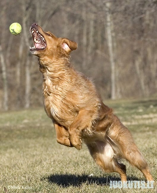 Šuo + kamuoliukas