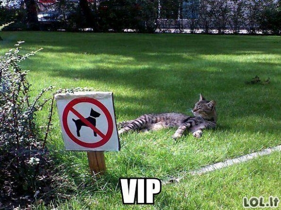 VIP vieta katinui