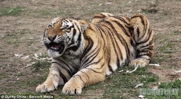 Kai tigrai tikrai nori ėst