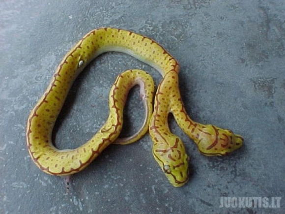 Černobylio gyvatės
