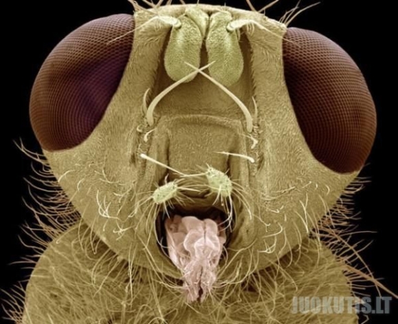 Įvairus parazitai po mikroskopu