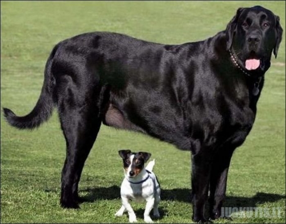 Labai dideli šunys