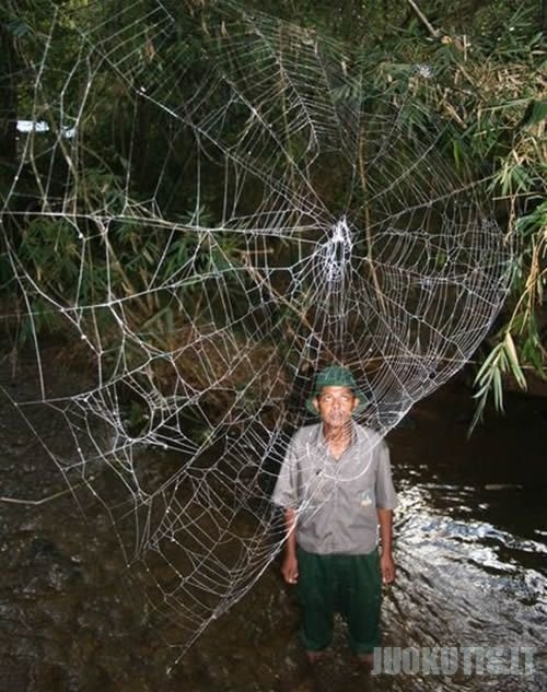 Didžiausias voratinlis pasaulyje