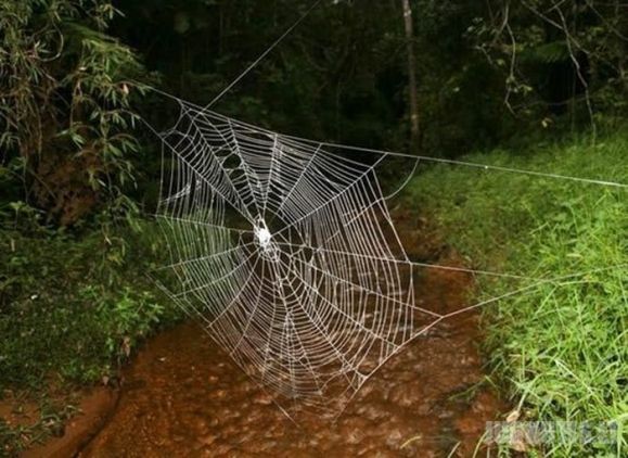 Didžiausias voratinlis pasaulyje