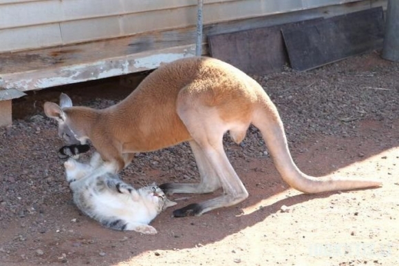 Naminė kengura beveik tapo žmogumi