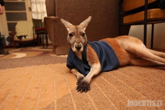 Naminė kengura beveik tapo žmogumi