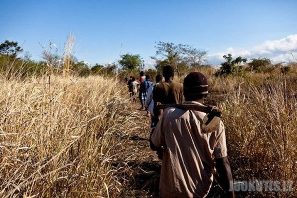 Žiūrkių gaudytojai iš Mozambiko