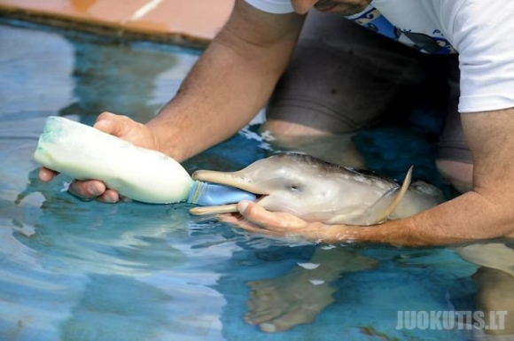 Delfiniuko mažylis po 10 dienų