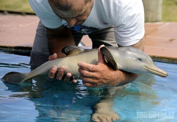 Delfiniuko mažylis po 10 dienų