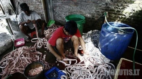 Skanusis mėsainis iš Indonezijos