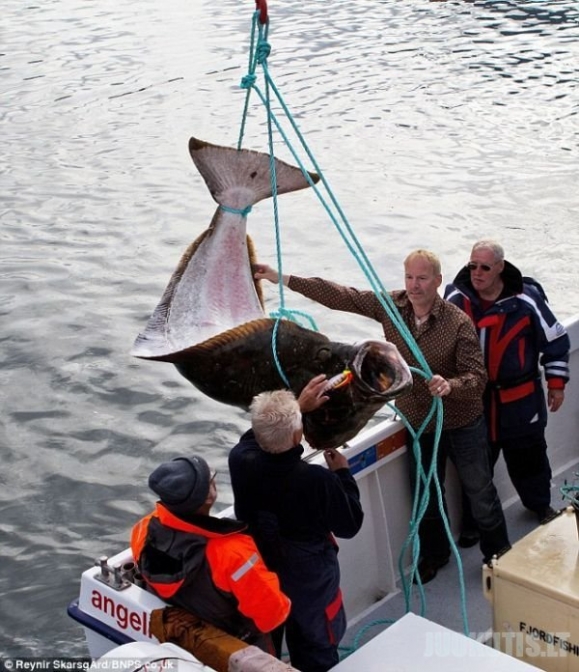 Islandijoje žvejys sugavo milžinišką plekšnę, kuri sveria 220 kg