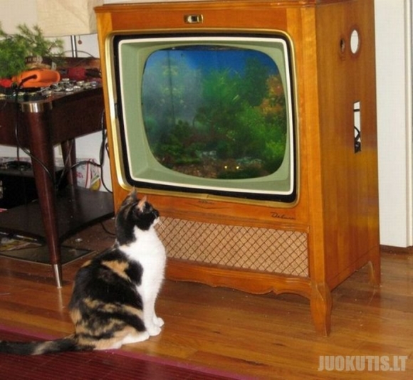 Akvariumas iš seno televizoriaus korpuso (18 nuotraukų)