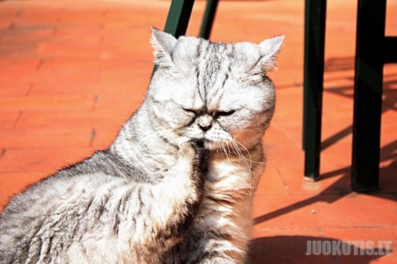 Nauja žvaigždė internete - storas katinas Julija (19 nuotraukų)