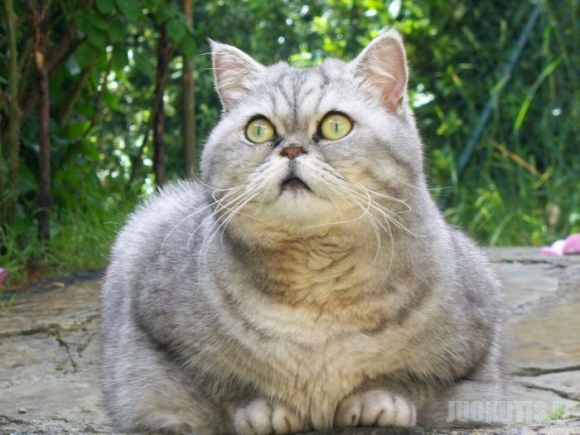 Nauja žvaigždė internete - storas katinas Julija (19 nuotraukų)