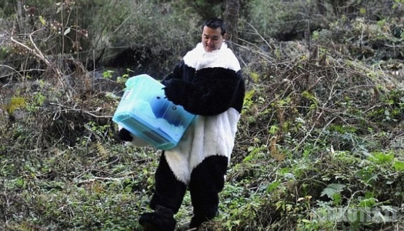 Mokslininkai virto didžiąja panda (4 nuotraukos)