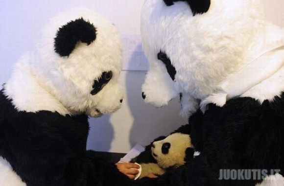 Mokslininkai virto didžiąja panda (4 nuotraukos)