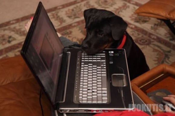 Kompiuteris ir šuo: du neatskiriami dalykai (34 nuotraukos)
