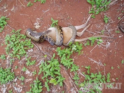 Smauglys valgo kengūrą (8 nuotraukos)