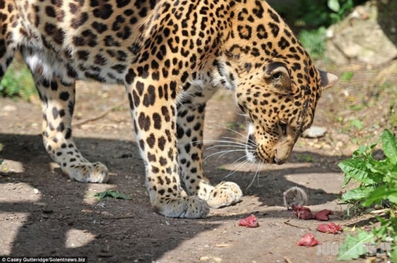 Bandymas apiplėšti leopardą (4 nuotraukos)
