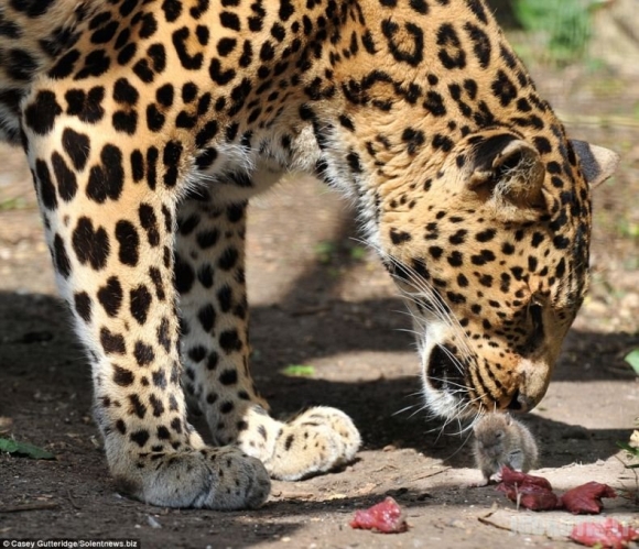 Bandymas apiplėšti leopardą (4 nuotraukos)