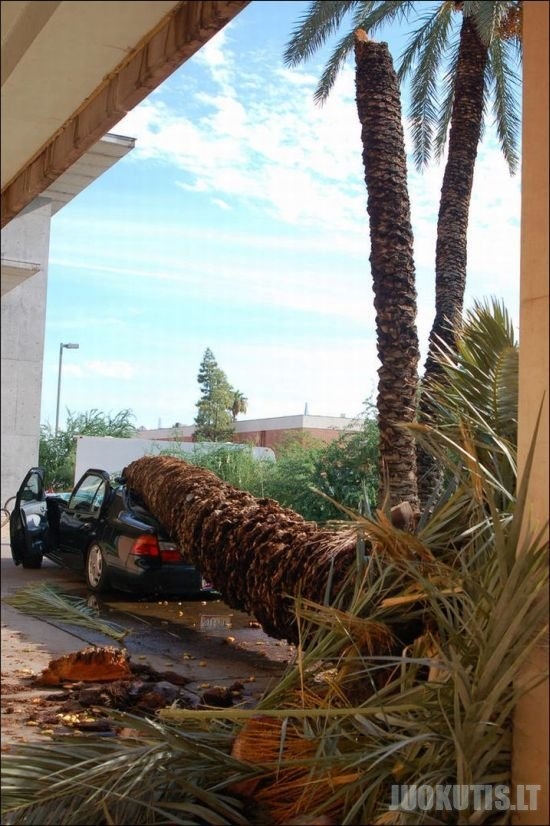 Ant automobilio nugriuvusi palmė (4 nuotraukos)