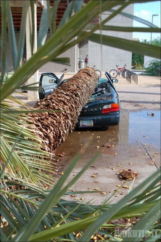 Ant automobilio nugriuvusi palmė (4 nuotraukos)