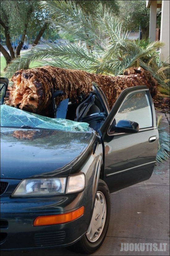 Ant automobilio nugriuvusi palmė (4 nuotraukos)