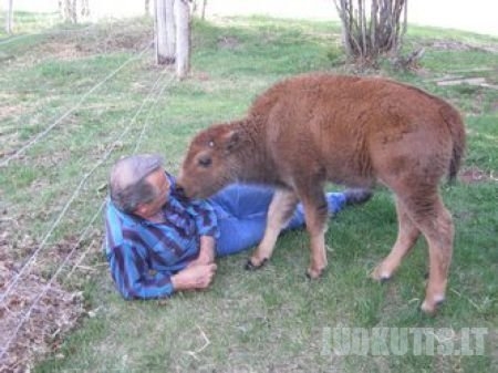Naminis bizonas (20 nuotraukų)