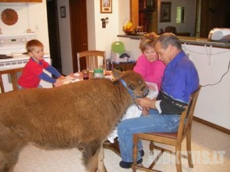 Naminis bizonas (20 nuotraukų)