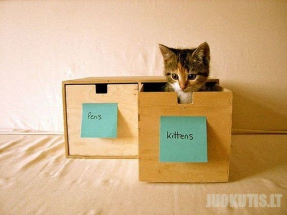Organizuotos katės (14 nuotraukų)