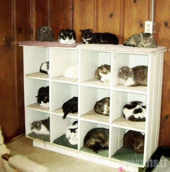 Organizuotos katės (14 nuotraukų)