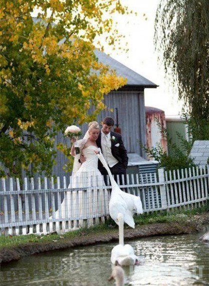 Juokingos vestuvių nuotraukos (42 nuotraukos)