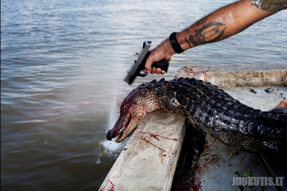 Pamokėlė, kaip medžioti krokodilus (5 nuotraukos)