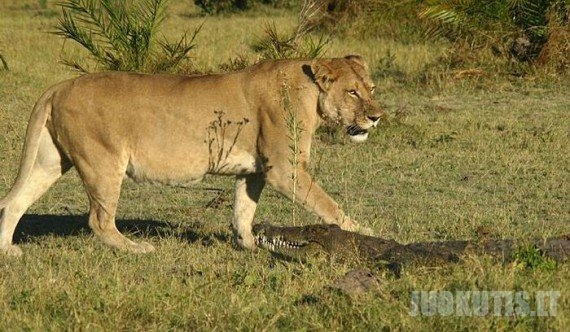3 liūtai vs krokodilas (9 nuotraukos)
