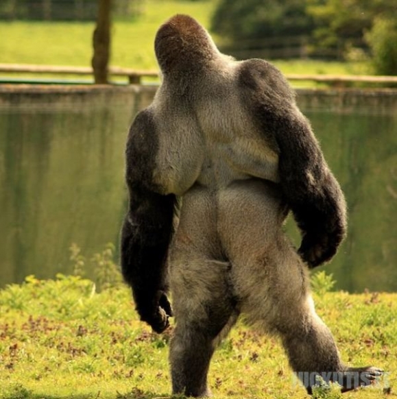 Gorila Ambam\'as (6 nuotraukos)