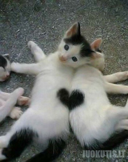 Katės ir širdelės