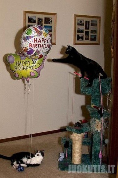 Kačių gimtadieniai (10 nuotraukų)