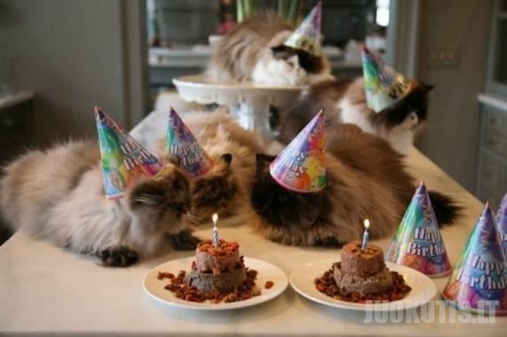 Kačių gimtadieniai (10 nuotraukų)