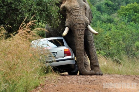 Niekada nelenk dramblio kelyje !