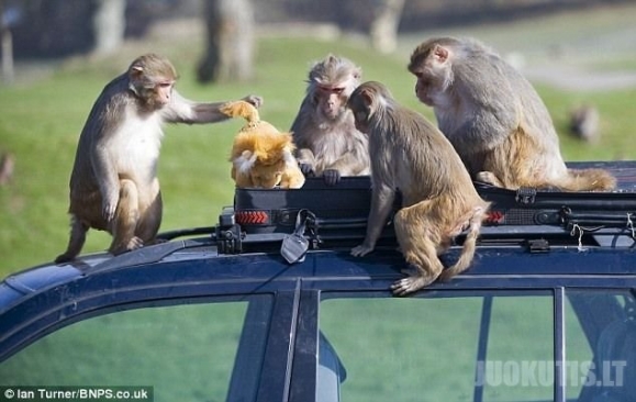 Nepalik automobilio beždžionėms