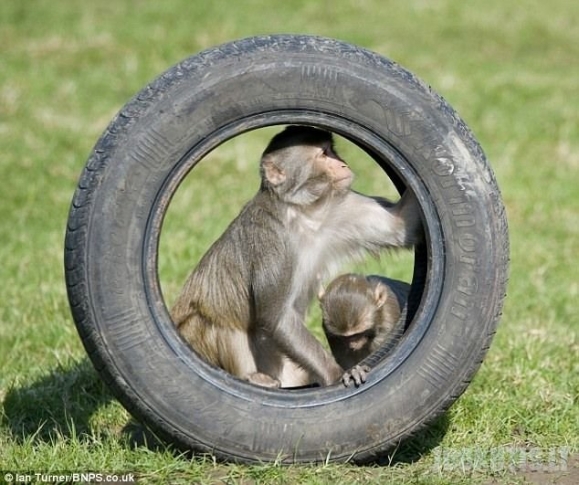 Nepalik automobilio beždžionėms