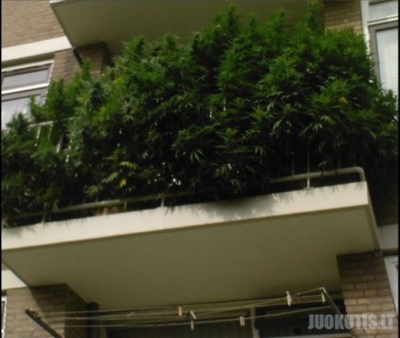 Kokie balkonai Olandijoje ?